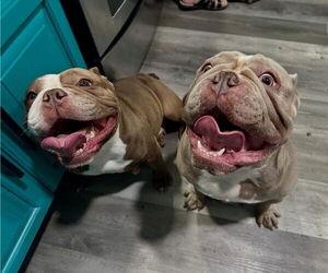 Bulldog Dogs for adoption in Las Vegas, NV, USA