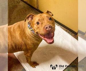 American Pit Bull Terrier-Unknown Mix Dogs for adoption in Mount Juliet, TN, USA