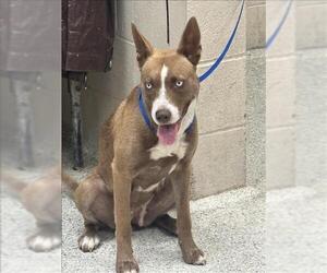 Australian Kelpie-Unknown Mix Dogs for adoption in Conroe, TX, USA