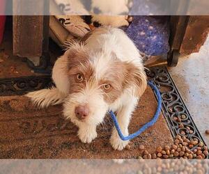 Mutt Dogs for adoption in San Antonio, TX, USA