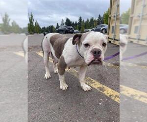Bulldog Dogs for adoption in Woodinville, WA, USA