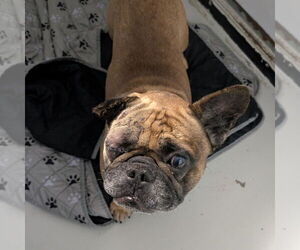 Bulldog-Unknown Mix Dogs for adoption in Chico, CA, USA