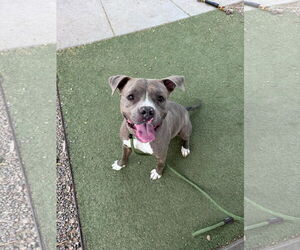 American Pit Bull Terrier-Unknown Mix Dogs for adoption in phoenix, AZ, USA