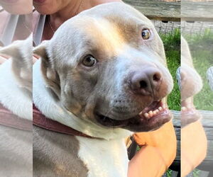 American Staffordshire Terrier Dogs for adoption in Rockaway, NJ, USA