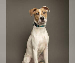 Anatolian Shepherd-Unknown Mix Dogs for adoption in Rowlett, TX, USA