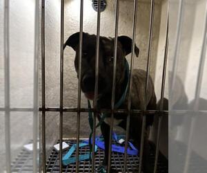 American Pit Bull Terrier-Unknown Mix Dogs for adoption in Oklahoma City, OK, USA