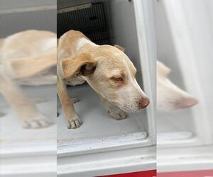 Mutt Dogs for adoption in Houston, TX, USA