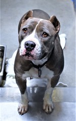 American Pit Bull Terrier Dogs for adoption in San Jacinto, CA, USA
