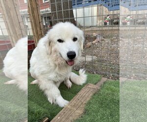 Great Pyrenees Dogs for adoption in Leavenworth, KS, USA