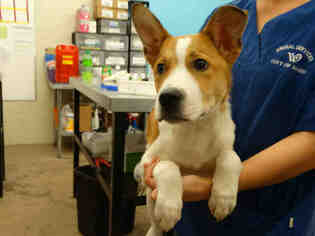 Medium Photo #1 Shepradors Puppy For Sale in Waco, TX, USA