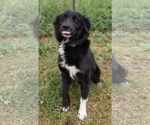 Border Collie Dogs for adoption in Junction, TX, USA