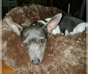 Jack-Rat Terrier Dogs for adoption in Oakhurst, NJ, USA