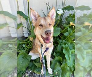German Shepherd Dog-Siberian Husky Mix Dogs for adoption in Woodland, CA, USA
