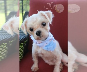 Maltese Dogs for adoption in Benton, LA, USA