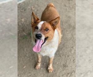 Mutt Dogs for adoption in Riverside, CA, USA
