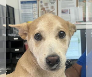 German Shepherd Dog-Unknown Mix Dogs for adoption in San Bernardino, CA, USA