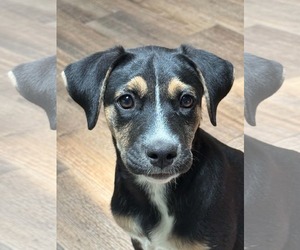 Collie-Labrador Retriever Mix Dogs for adoption in Germantown, OH, USA