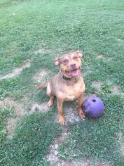 American Pit Bull Terrier-Doberman Pinscher Mix Dogs for adoption in Stone Mountain, GA, USA
