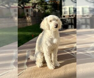 Goldendoodle Dogs for adoption in Colorado Springs, CO, USA