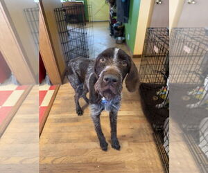 German Wirehaired Pointer-Unknown Mix Dogs for adoption in Fort Collins, CO, USA