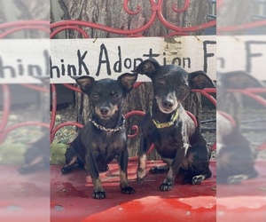 Miniature Pinscher Dogs for adoption in Sioux Falls, SD, USA