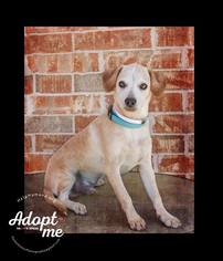 Labrador Retriever-Unknown Mix Dogs for adoption in Belton, MO, USA