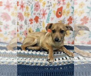 Chiweenie Dogs for adoption in Chico, CA, USA