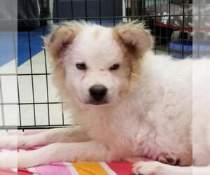 Chow Chow Dogs for adoption in Roanoke, VA, USA