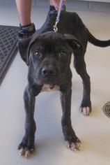 Boxador Dogs for adoption in Johnson City, TN, USA