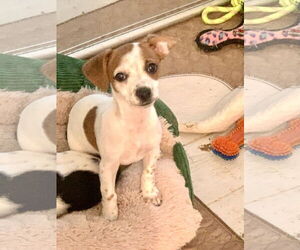 Jack Chi Dogs for adoption in Santa Clarita, CA, USA