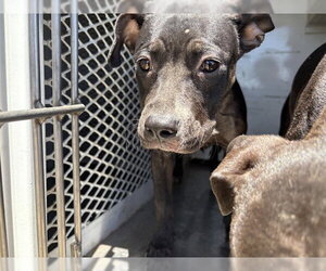 Mutt Dogs for adoption in Bakersfield, CA, USA