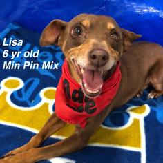 Miniature Pinscher Dogs for adoption in St. George, UT, USA