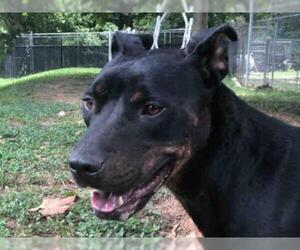 Rotterman Dogs for adoption in Atlanta, GA, USA