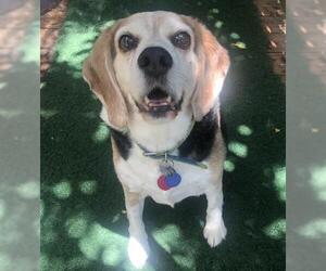 Beagle Dogs for adoption in Temple, GA, USA