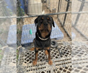 Rottweiler Dogs for adoption in Foristell, MO, USA