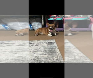 - Mix Dogs for adoption in Brewster, NY, USA