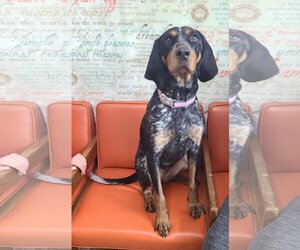 Medium Photo #1 Bluetick Coonhound Puppy For Sale in Martinsburg, WV, USA