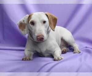 Bull Terrier Dogs for adoption in Burbank, CA, USA