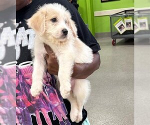 Maltipoo Dogs for adoption in Louisville, KY, USA