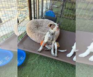 Texas Heeler-Unknown Mix Dogs for adoption in Turlock, CA, USA