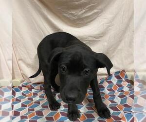 Great Dane-Unknown Mix Dogs for adoption in Modesto, CA, USA