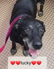 Labrador Retriever Dogs for adoption in Lockport, NY, USA