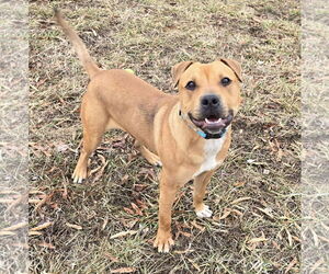 American Pit Bull Terrier-Chinese Shar-Pei Mix Dogs for adoption in Millersville, MD, USA