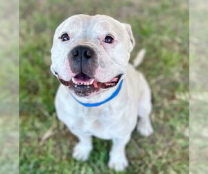 Mutt Dogs for adoption in Riverside, CA, USA