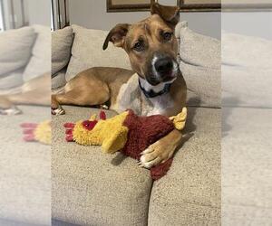 German Shepherd Dog-Unknown Mix Dogs for adoption in Charlotte, NC, USA