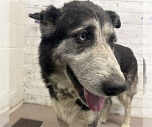 German Shepherd Dog Dogs for adoption in San Bernardino, CA, USA