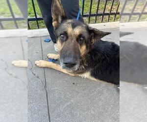 Medium Photo #2 German Shepherd Dog Puppy For Sale in Stockton, CA, USA