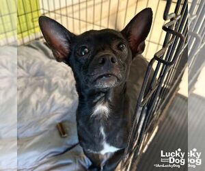 Chihuahua-Unknown Mix Dogs for adoption in Washington, DC, USA