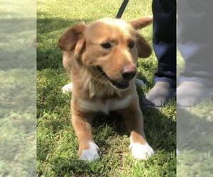 Golden Retriever Dogs for adoption in Orangeburg, SC, USA