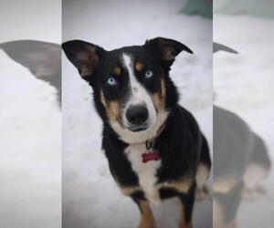 Australian Shepherd-Unknown Mix Dogs for adoption in Plymouth, MN, USA
